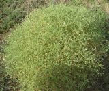 Stellaria dichotoma. Цветущее растение. Бурятия, Джидинский р-н, окр. с. Дырестуй. 24.07.2009.