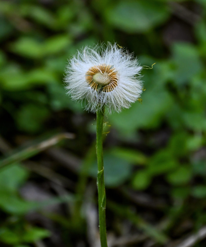 Изображение особи Tussilago farfara.