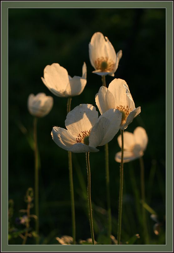 Image of Anemone sylvestris specimen.
