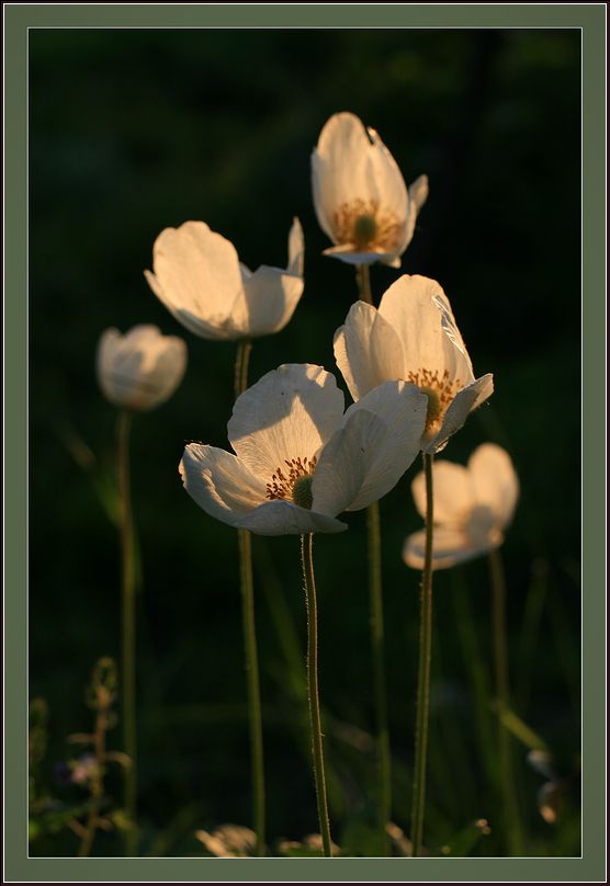 Изображение особи Anemone sylvestris.