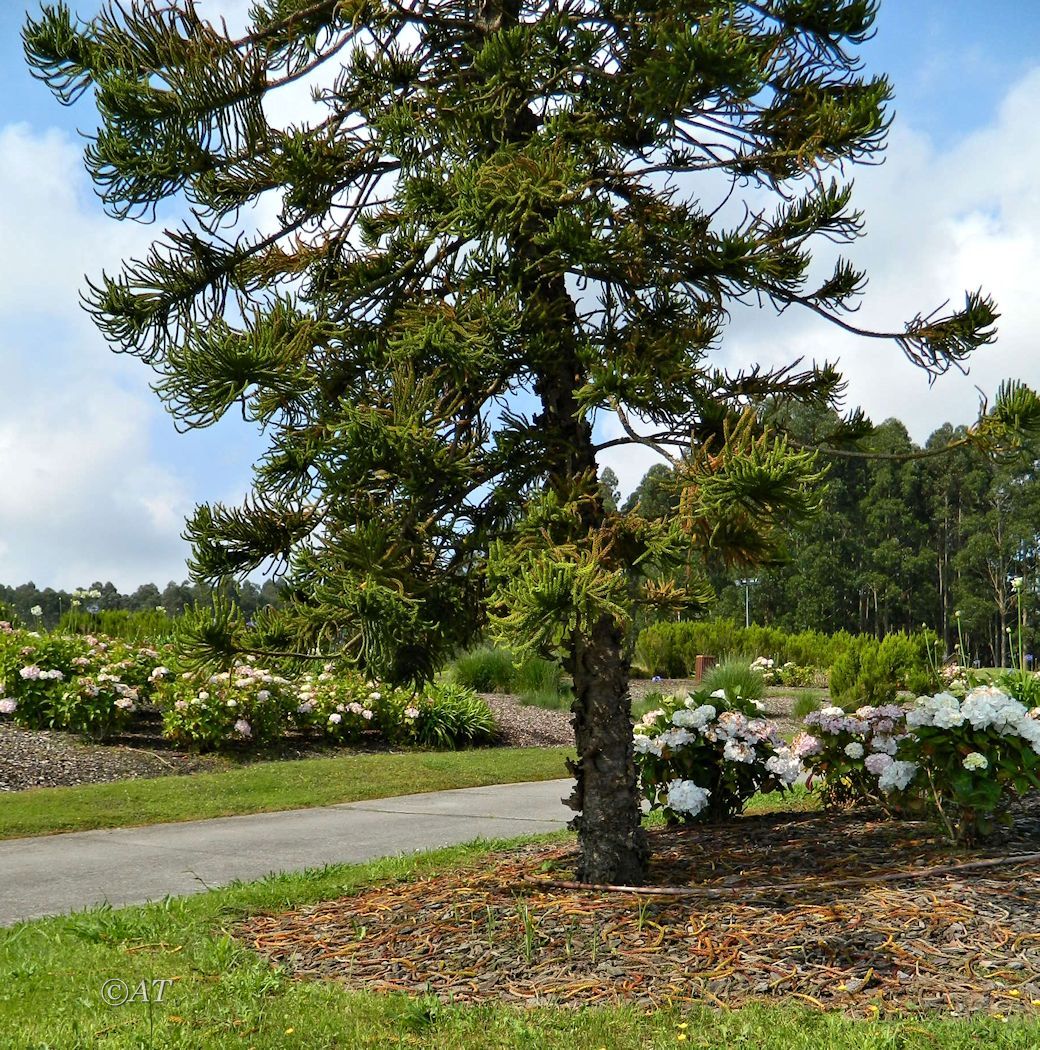 Изображение особи род Araucaria.