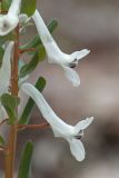 genus Corydalis