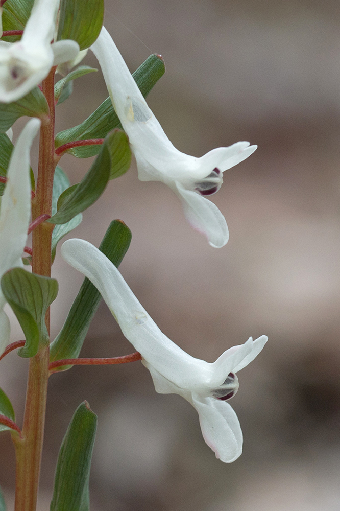Изображение особи род Corydalis.