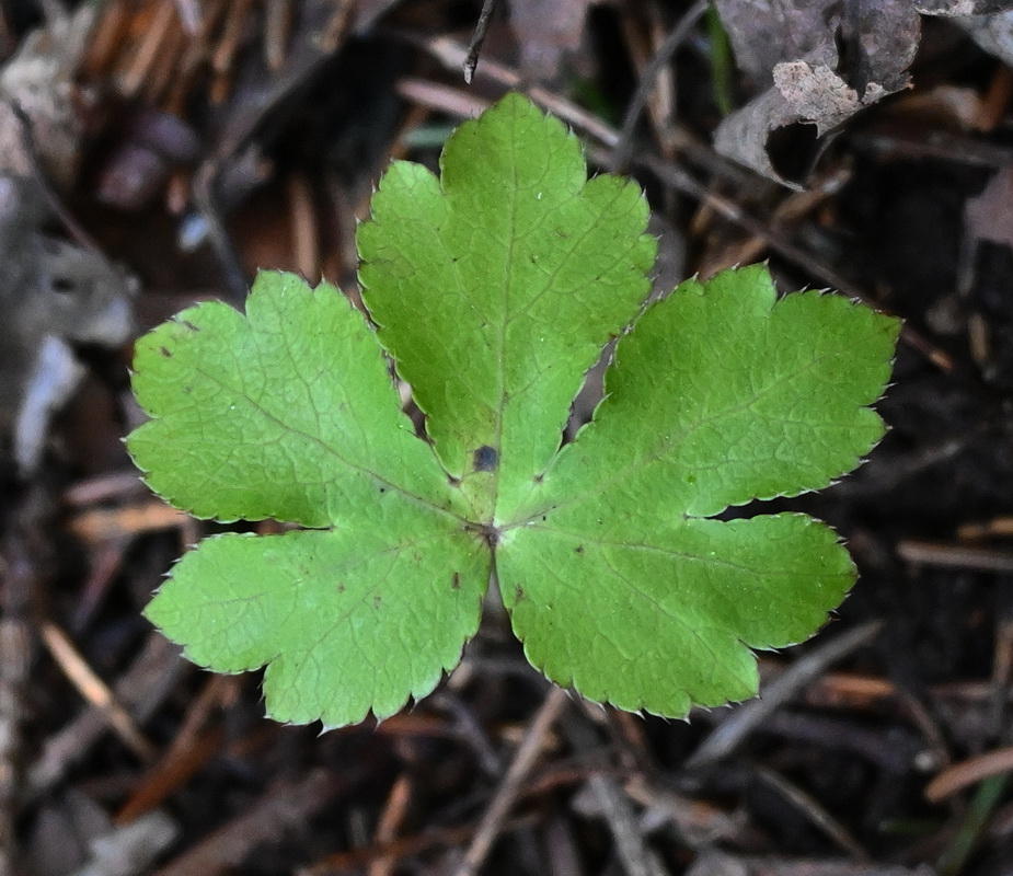 Изображение особи Sanicula europaea.
