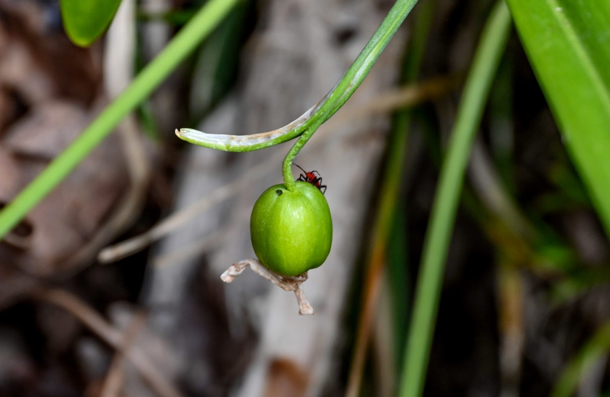 Image of Galanthus woronowii specimen.