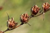 Gladiolus imbricatus. Вскрывшиеся зрелые плоды. Беларусь, Витебская обл., окр. пос. Езерище, разнотравно-злаковый суходольный луг. 27.08.2024.