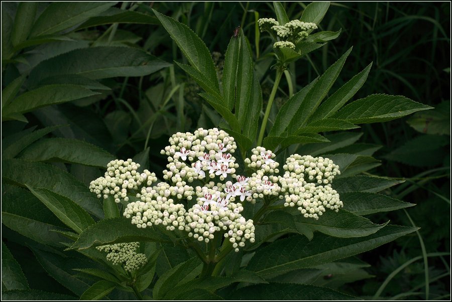 Изображение особи Sambucus ebulus.