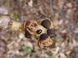 Fraxinus mandshurica. Верхушка побега с почками. Хабаровский край, окр. г. Комсомольск-на-Амуре, Силинский лесопарк. 07.05.2025.