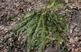 Polystichum aculeatum. Взрослое растение. Краснодарский край, Сочи, Адлерский р-н, горнолыжный курорт \"Роза Хутор\", широколиственный лес. 12.03.2025.