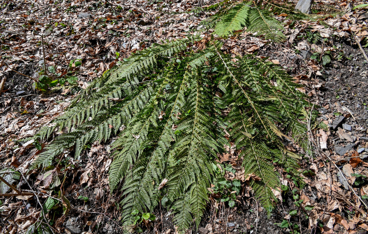 Изображение особи Polystichum aculeatum.