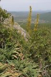 Eremurus thiodanthus