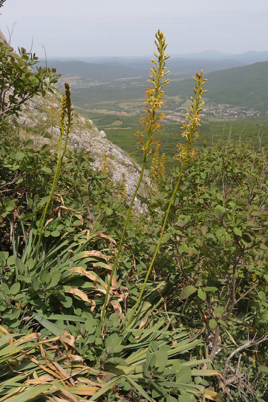 Изображение особи Eremurus thiodanthus.