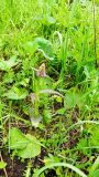 Dactylorhiza baltica