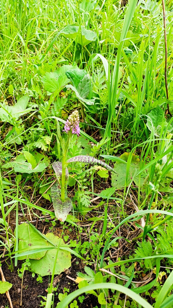Image of Dactylorhiza baltica specimen.