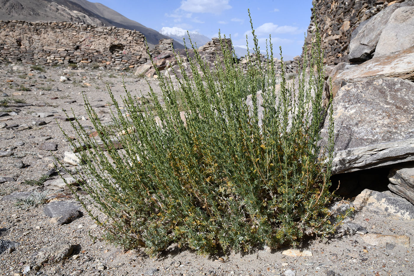 Image of Artemisia vachanica specimen.