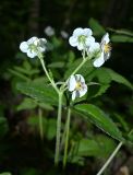 Fragaria moschata. Цветки. Московская обл., г. Подольск, берег р. Пахра, под густой кроной деревьев. 04.06.2025.