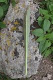 род Verbascum
