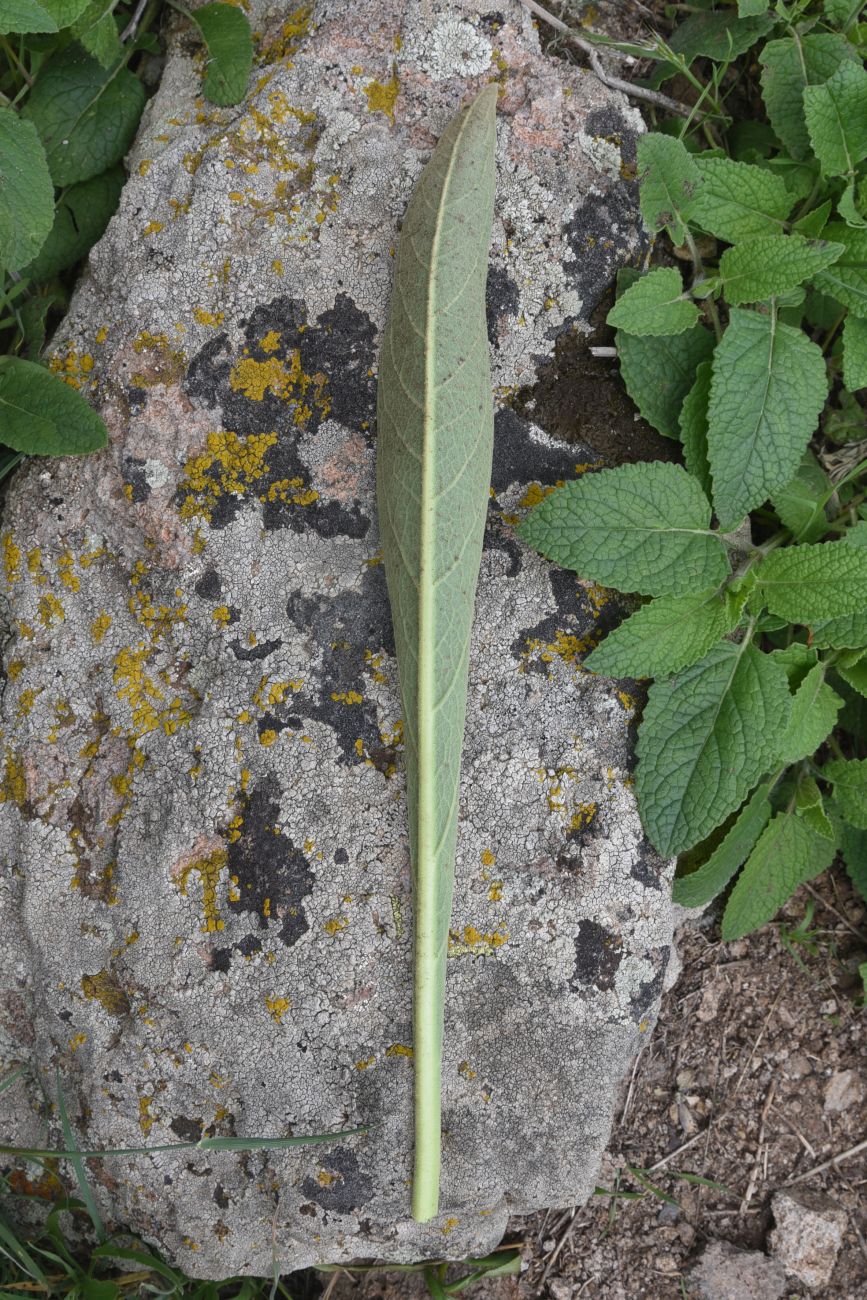 Изображение особи род Verbascum.
