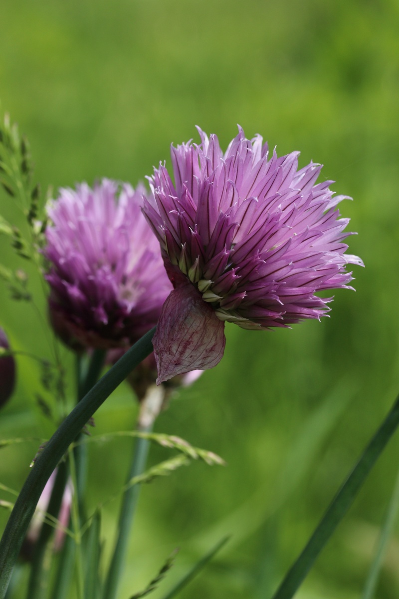 Image of Allium schoenoprasum specimen.