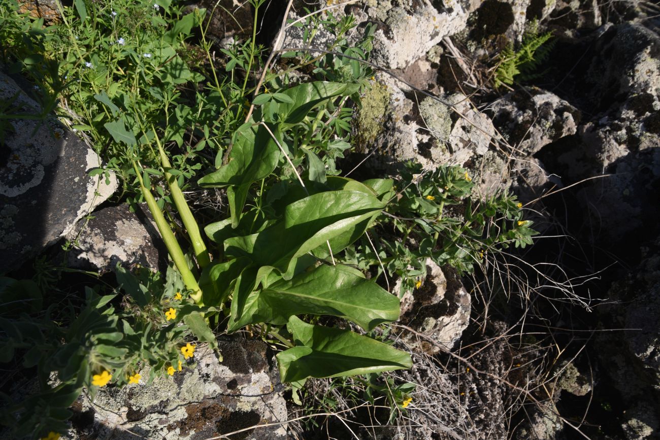Image of genus Arum specimen.
