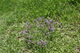 genus Astragalus