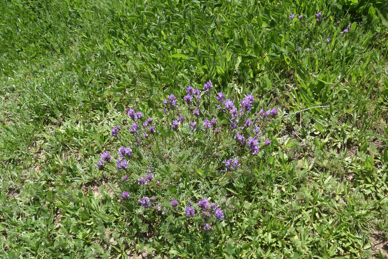 Изображение особи род Astragalus.