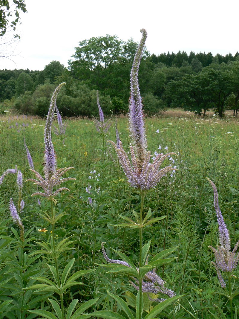 Изображение особи Veronicastrum sibiricum.