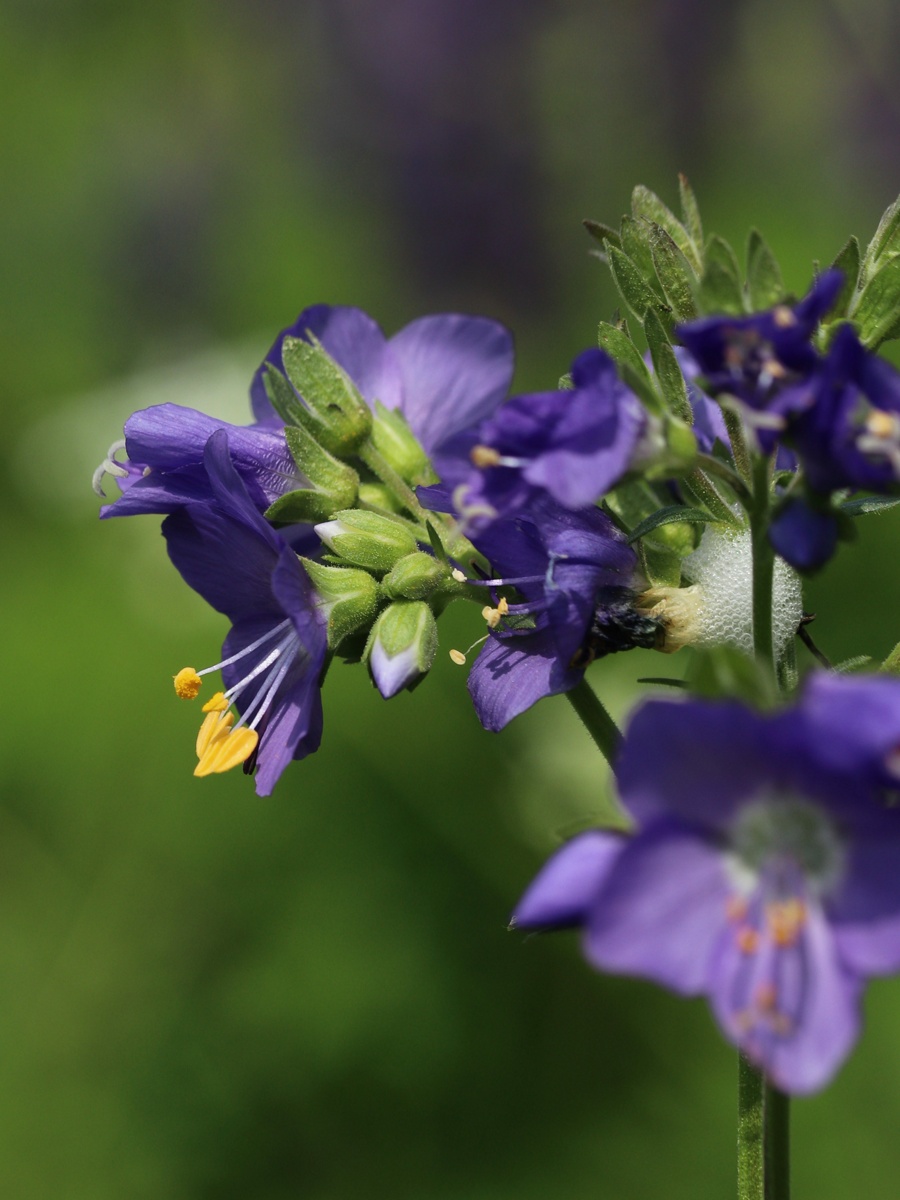 Image of Polemonium caeruleum specimen.