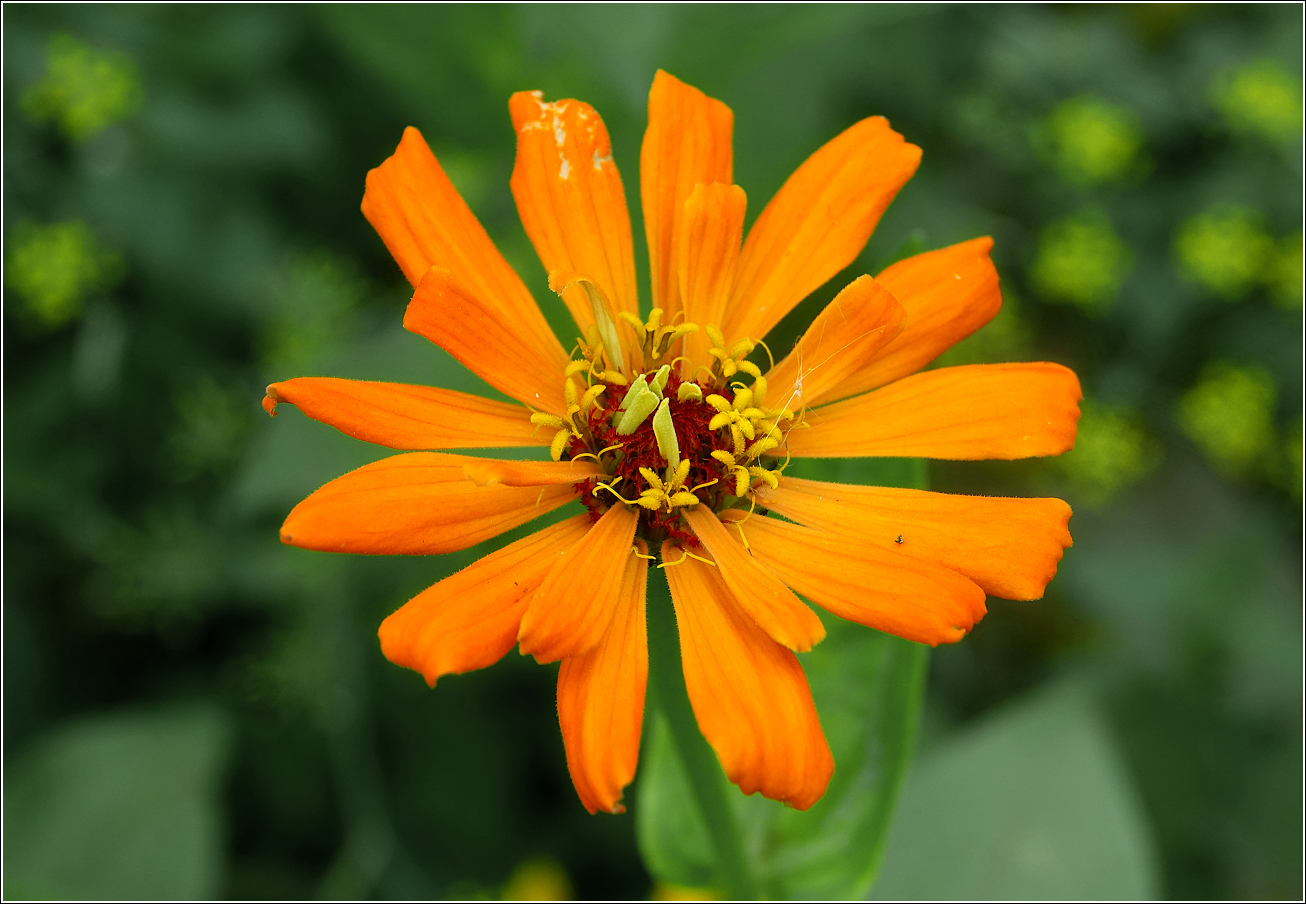 Image of Zinnia elegans specimen.
