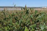 Oxybasis chenopodioides. Цветущие растения. Крым, Бахчисарай, вдхр. Эгиз-Оба, обнажившееся после спада воды глинистое дно. 21.09.2025.