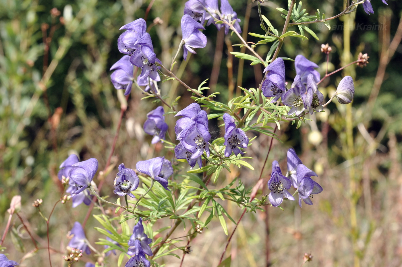 Image of Aconitum macrorhynchum specimen.