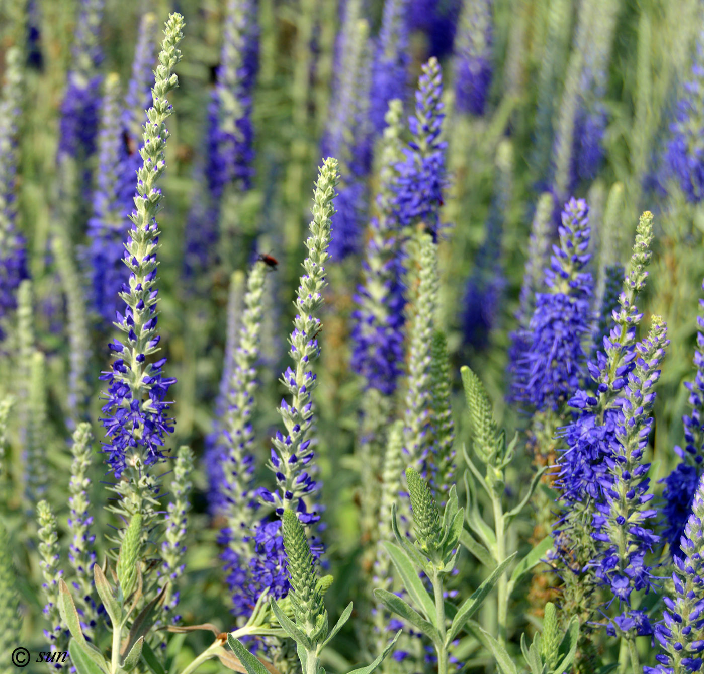 Image of Veronica spicata specimen.