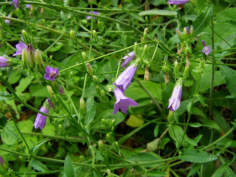Image of Campanula taurica specimen.