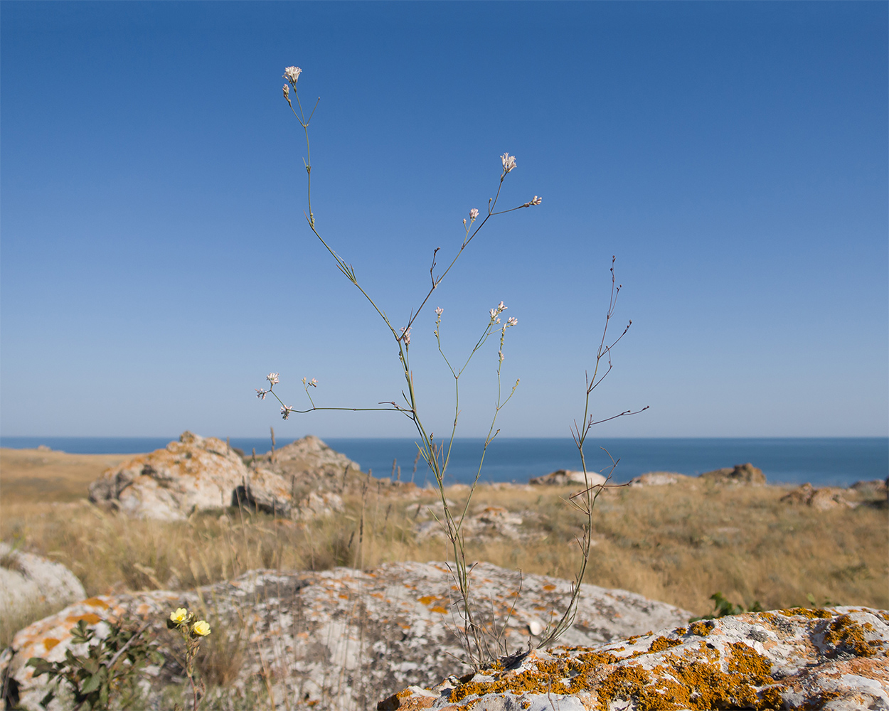 Изображение особи род Galium.
