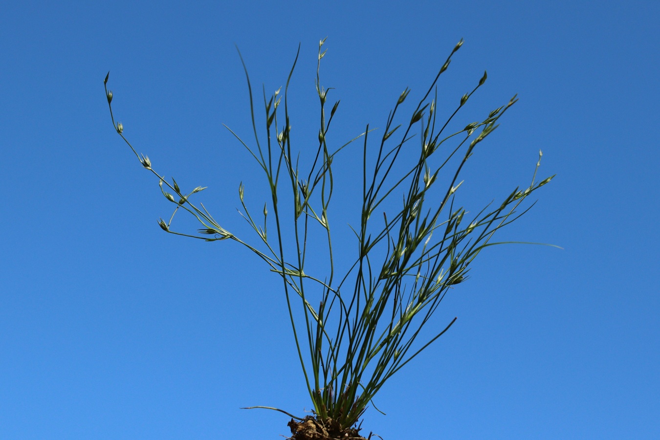 Image of Juncus ambiguus specimen.