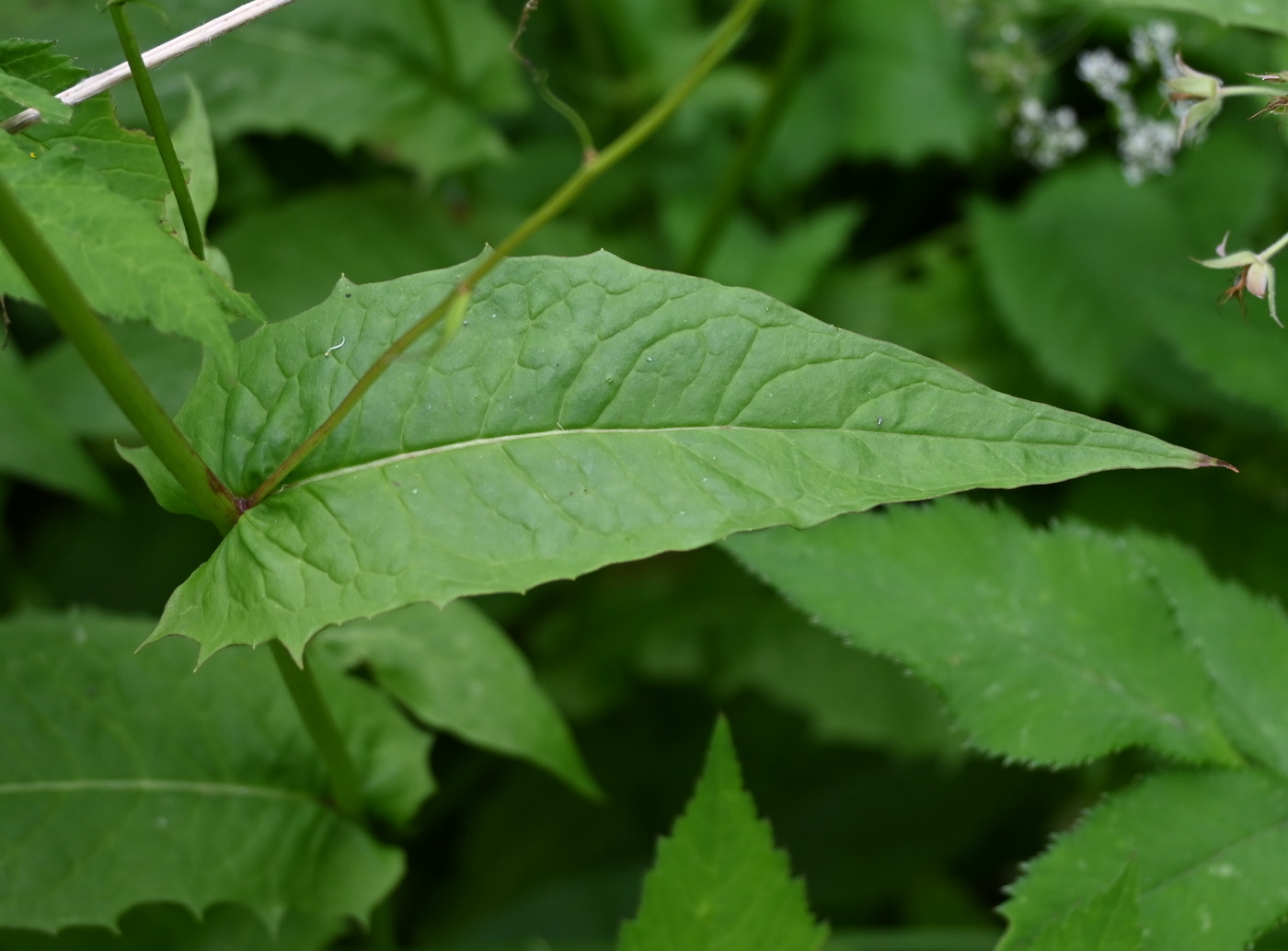 Image of genus Crepis specimen.