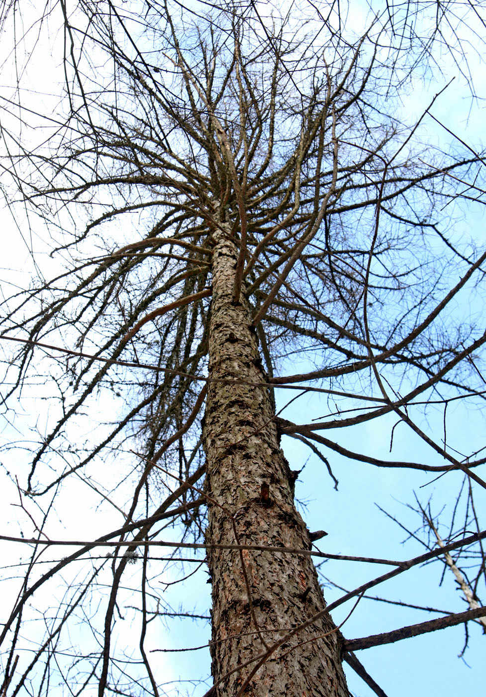 Изображение особи Larix sibirica.