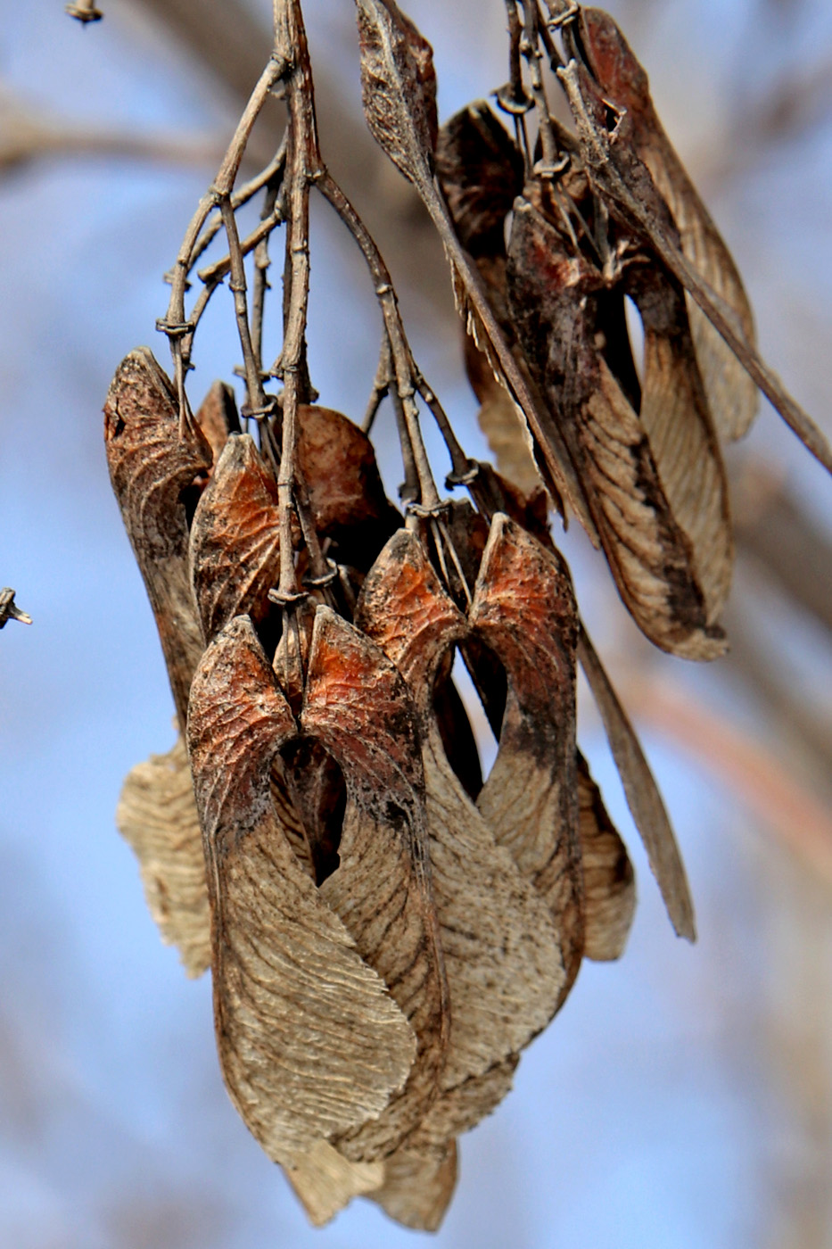Изображение особи Acer tataricum.
