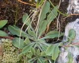 Campanula saxifraga. Прикорневая розетка листьев и основание генеративного побега цветущего растения. Кабардино-Балкария, Черекский р-н, пер. Хазнывцек, ≈ 2800 м н.у.м., в трещине известняковой скалы. 30.07.2025.