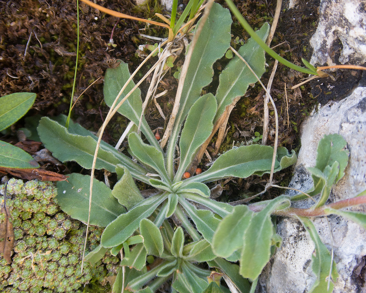 Изображение особи Campanula saxifraga.