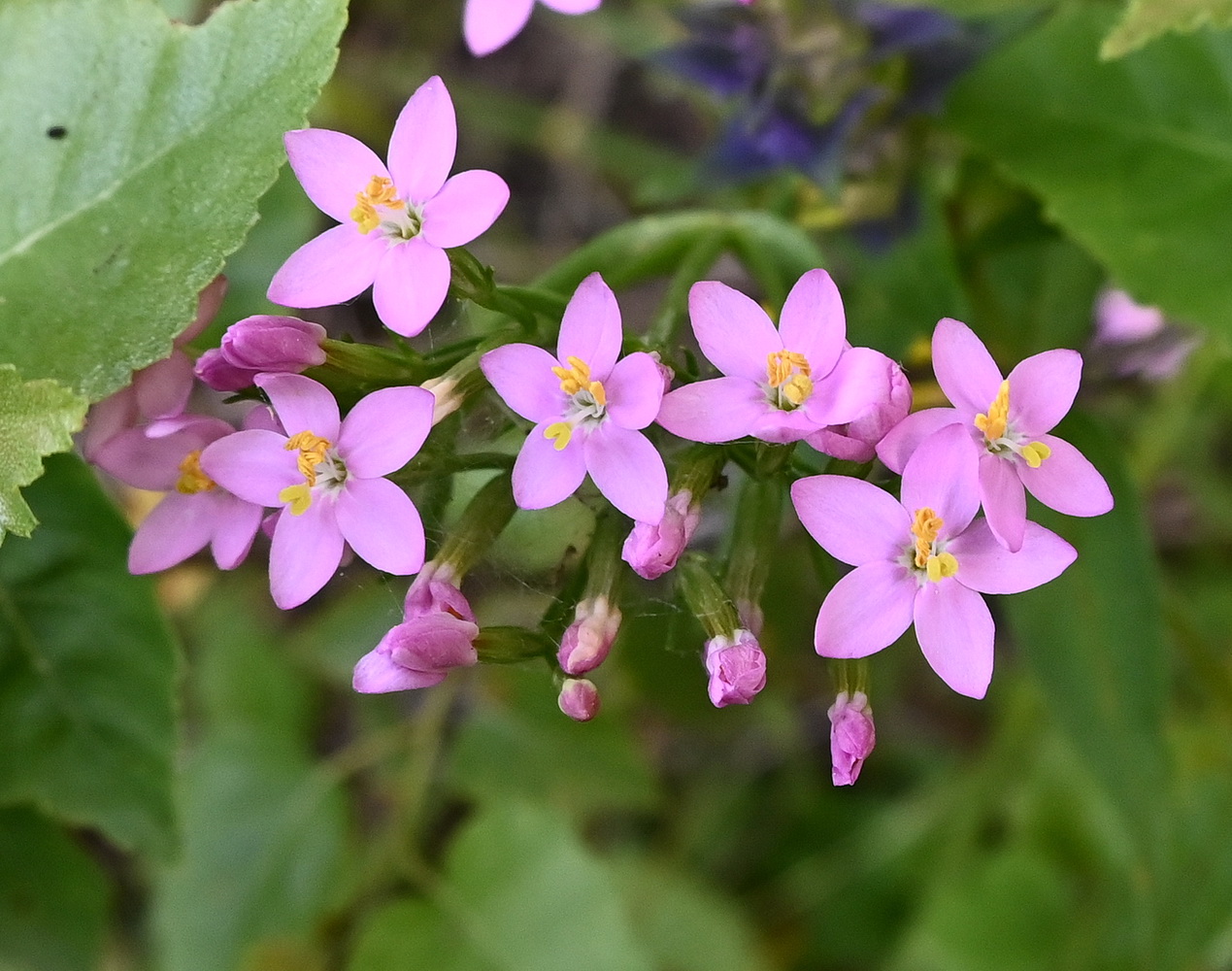 Изображение особи Centaurium erythraea.
