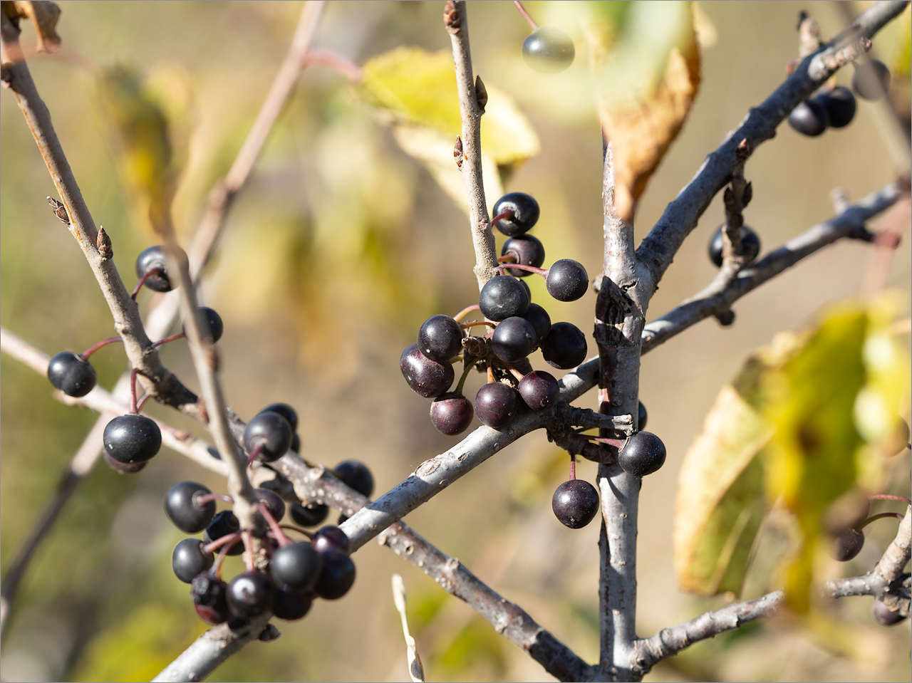 Image of Rhamnus cathartica specimen.