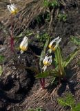 Erythronium caucasicum. Цветущие растения. Большой Кавказ, Главный Кавказский хребет, отрог горы Ассара. 29.07.2002.