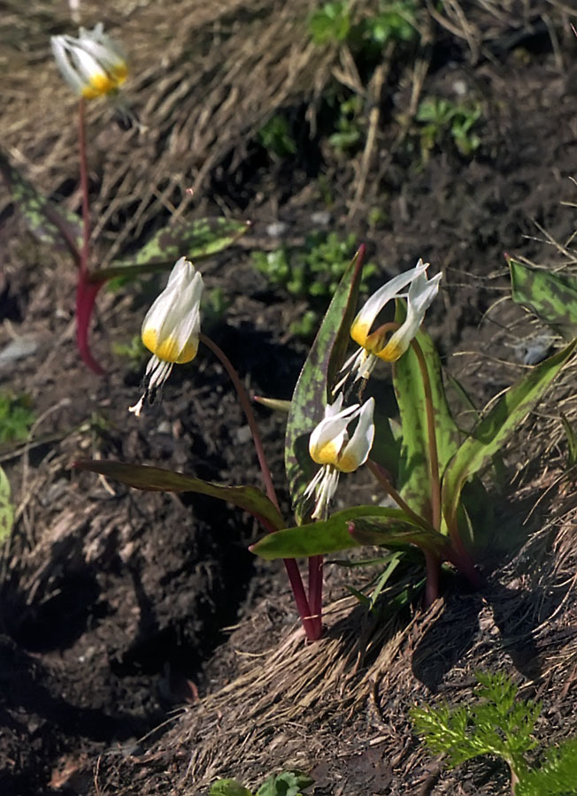 Изображение особи Erythronium caucasicum.