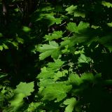 Изображение особи. Автор - Александр Лебедев