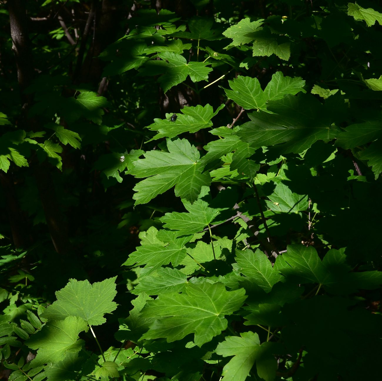 Изображение особи Acer trautvetteri.