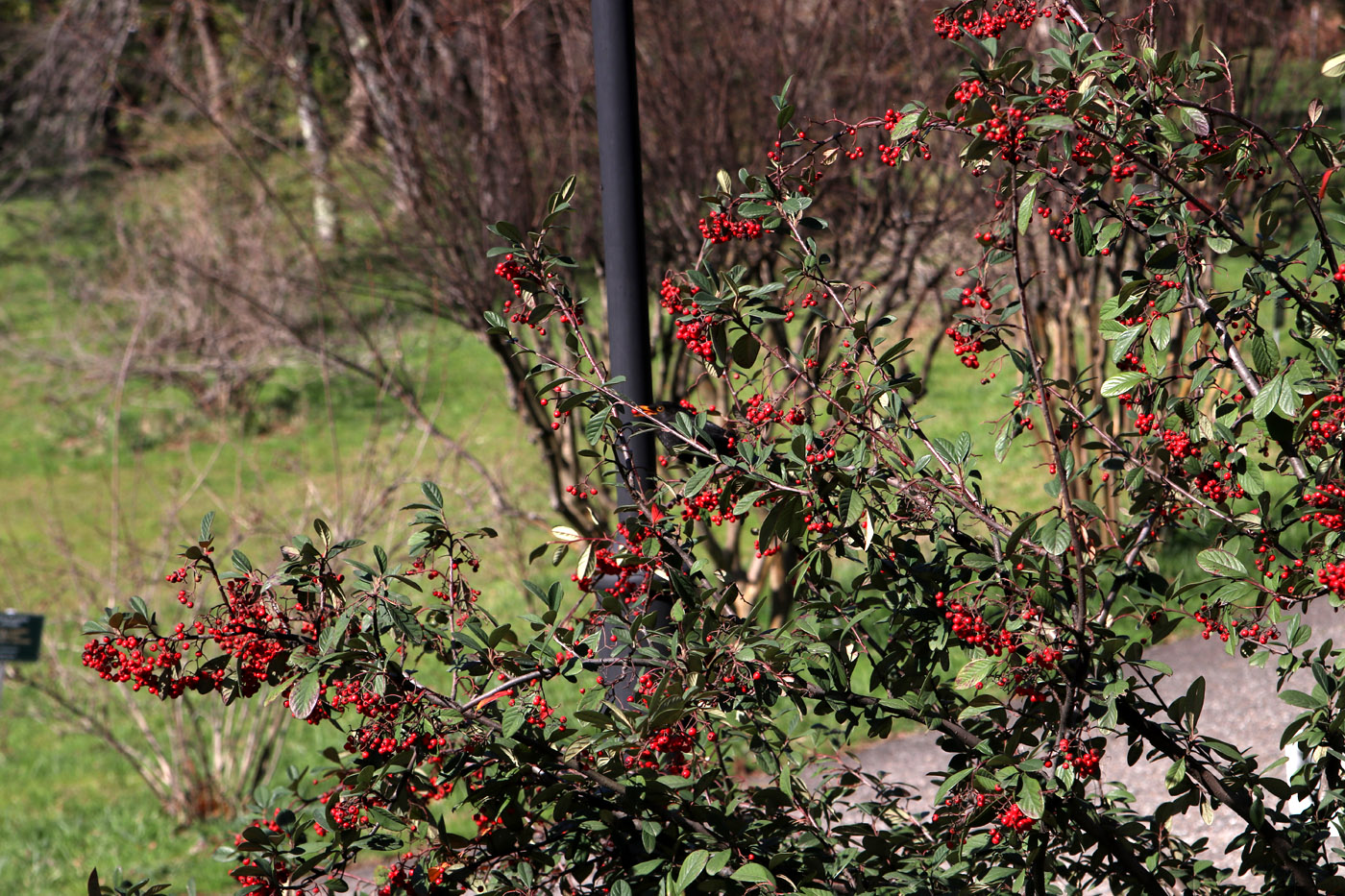 Image of Cotoneaster glaucophyllus var. serotinus specimen.