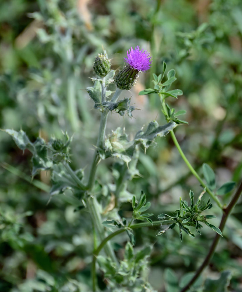 Изображение особи Cirsium incanum.