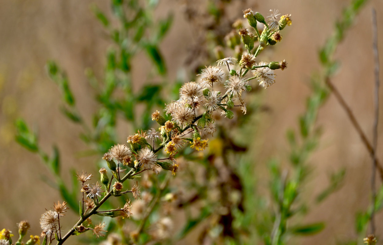 Image of Dittrichia viscosa specimen.