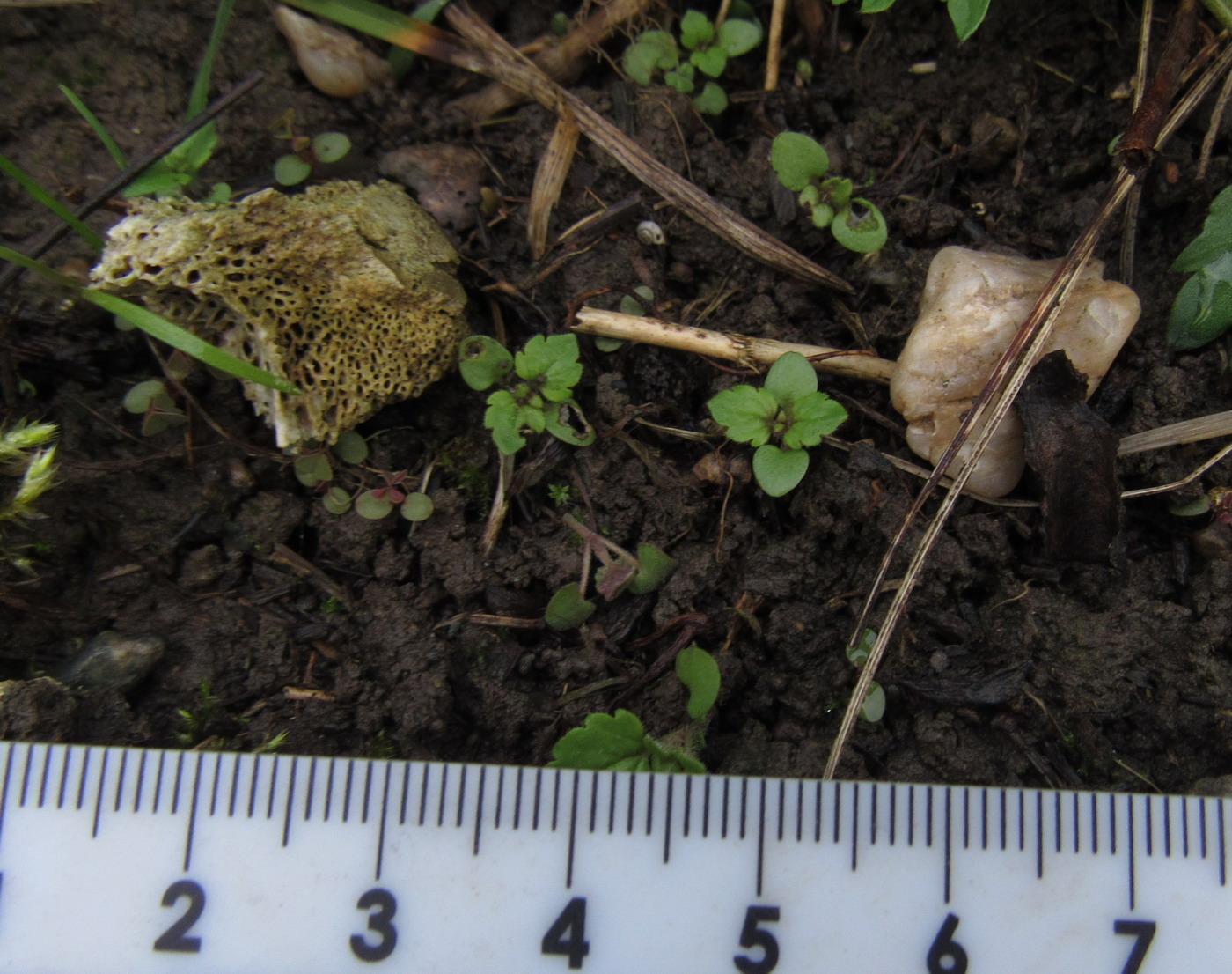 Image of Veronica polita specimen.